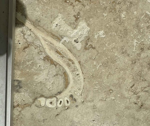 He found a human jawbone in his parents' tile floor