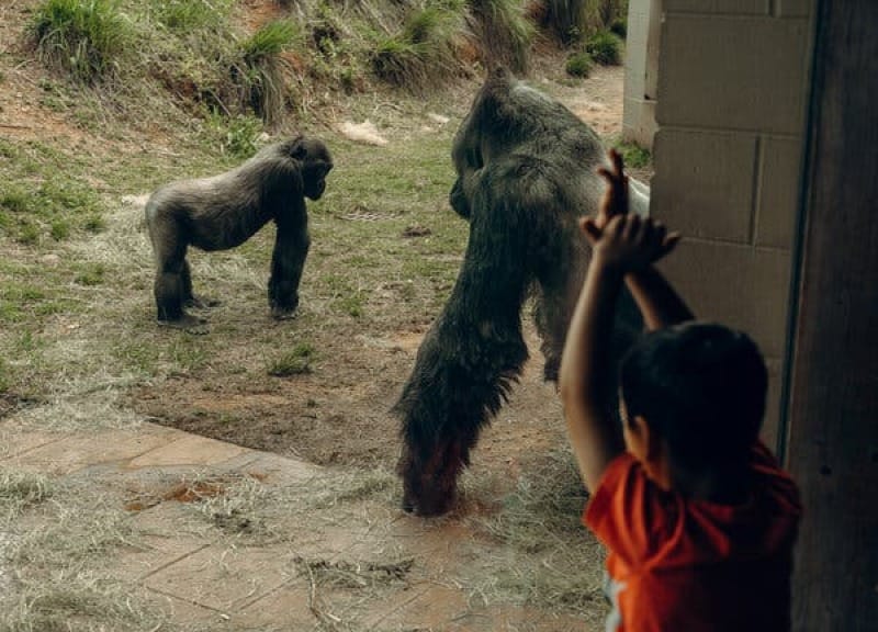 A boy in an orange-red T-shirt looks at two gorillas on the ground inside an enclosure.