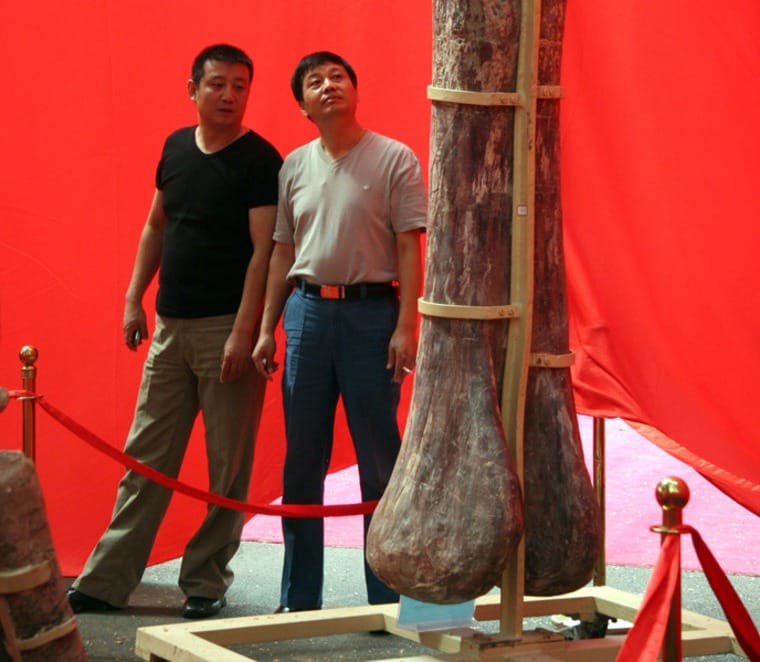 Visitors look at a dinosaur leg bone on display in Zhengzhou, in China's central Henan Province, on Tuesday. Parts of the 18-meter dinosaur were dug up and eaten by locals as traditional medicine, scientists said Tuesday. 