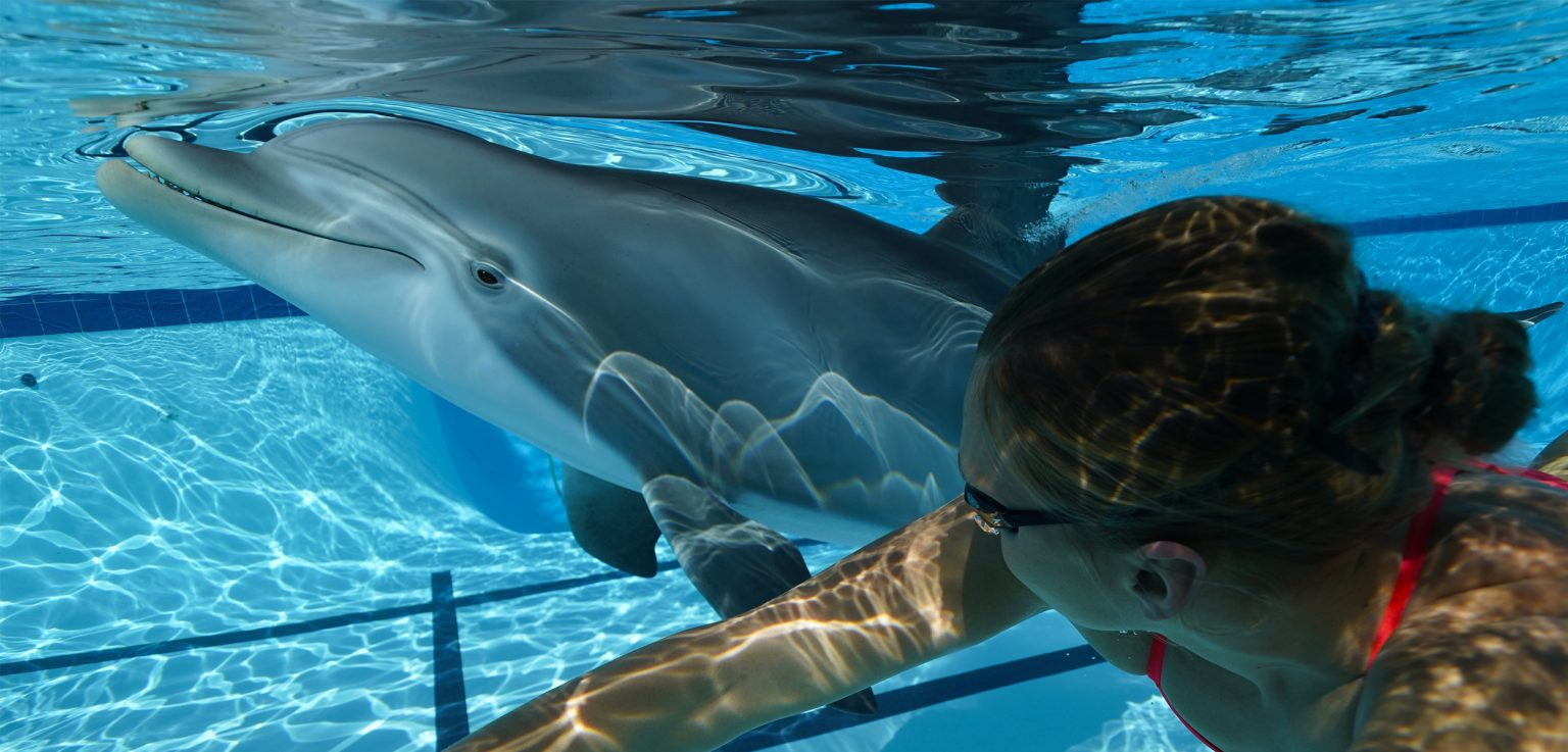 Would you swim with a robot dolphin?