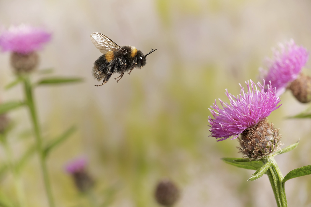 New research shows that bumblebees like to play