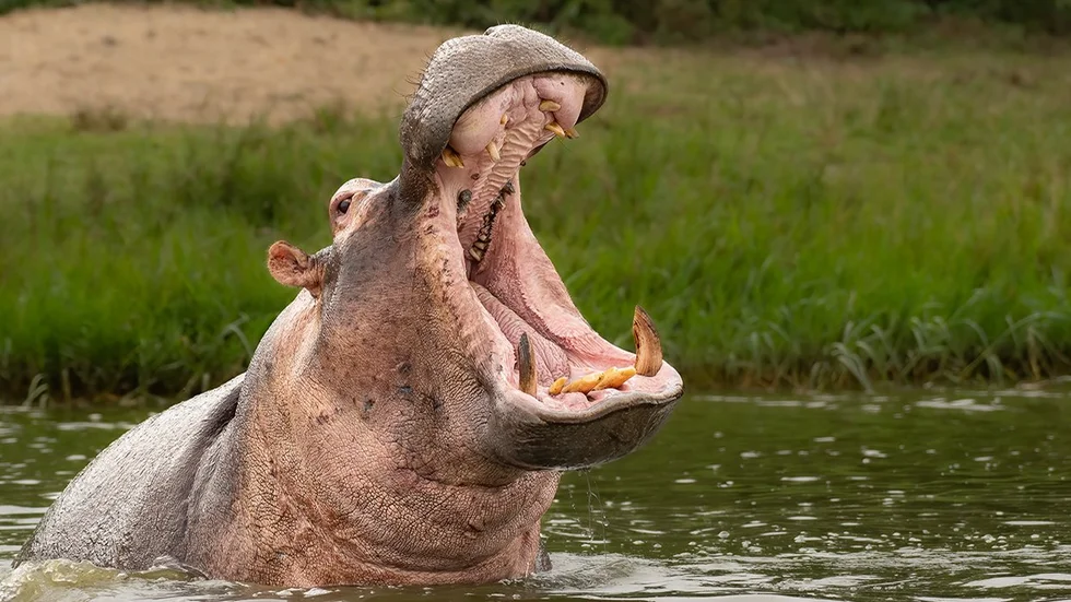 How the U.S. almost became a nation of hippo ranchers