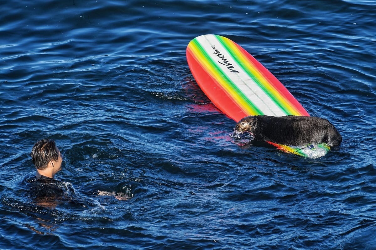A renegade sea otter is terrorizing California surfers
