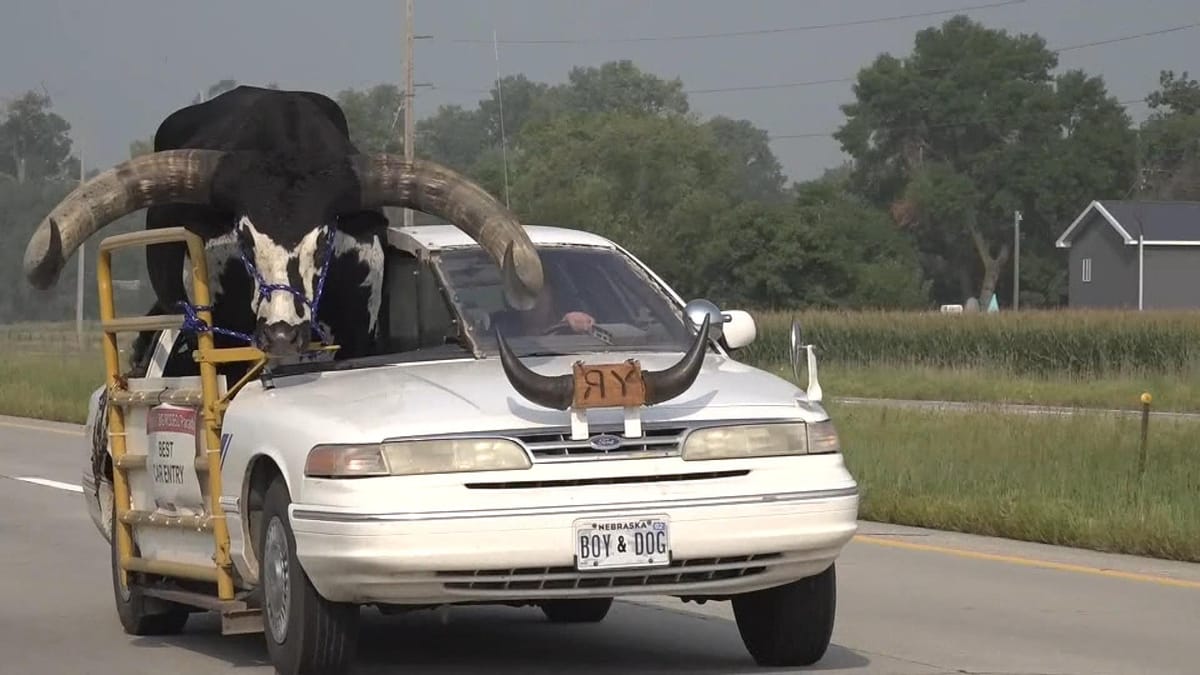 Why yes, officer, that is a longhorn steer sitting in the passenger seat