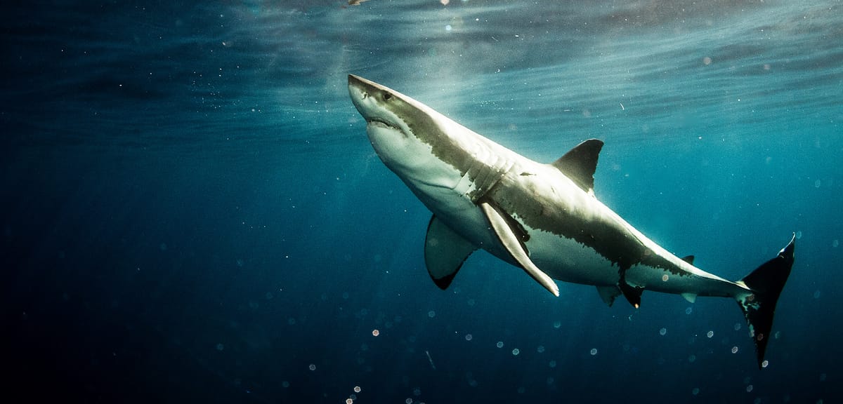 Why did sharks suddenly disappear from South Africa?