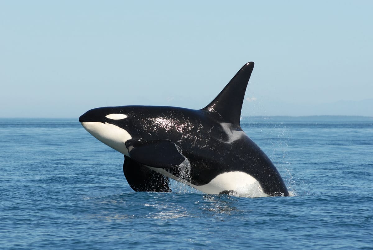 Using heavy metal music on killer whales doesn't work