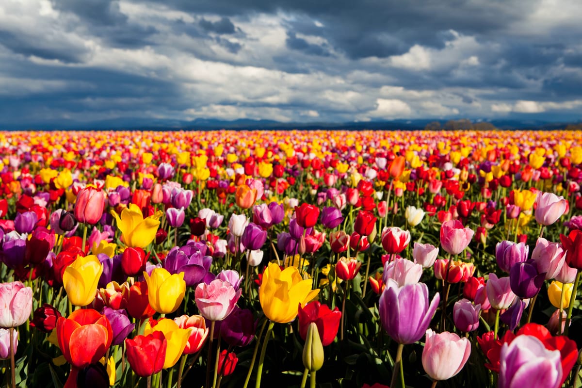 Most of what you've heard about Tulipmania isn't true