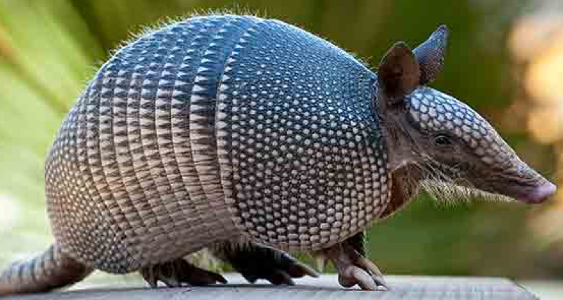 Authorities say avoid wrestling armadillos due to leprosy risk