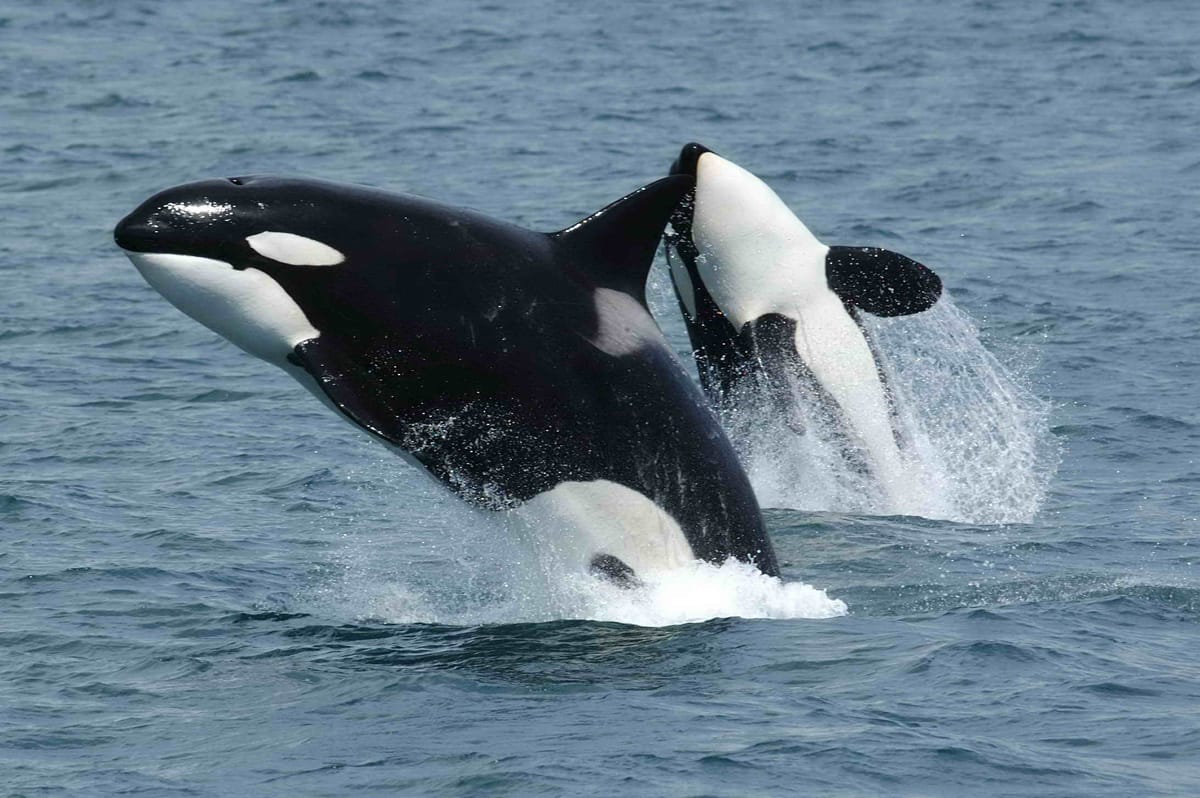 How young killer whales learn to become hooligans