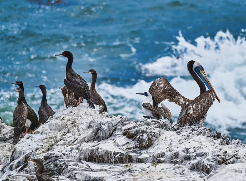 The US was built on control of the bird poop supply