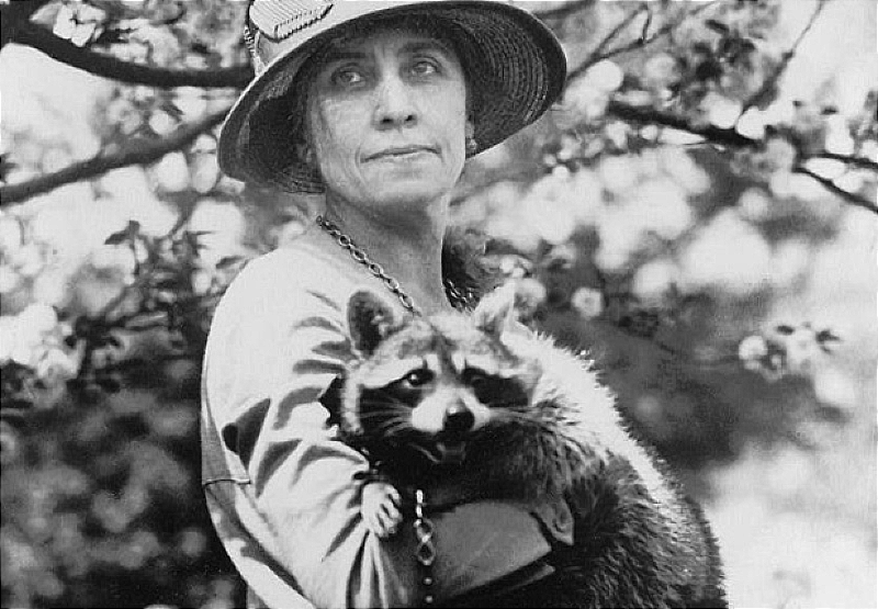 President Calvin Coolidge had a pet racoon in the White House