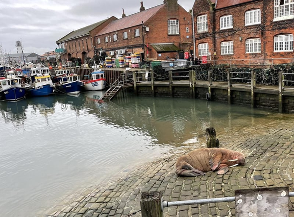 Thor the walrus visits the UK and draws a crowd