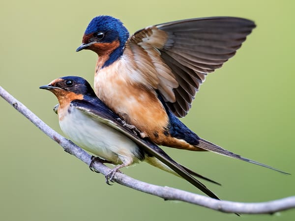 Prison can be a hostile place. And then the birds came