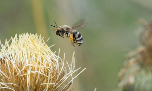 Do insects feel joy and pain? Some scientists believe that they do