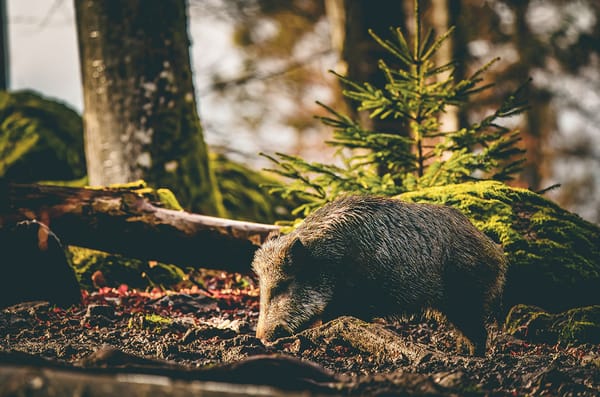 Scientists try to figure out why German wild boars are radioactive