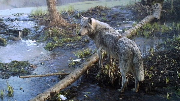 Chernobyl wolves appear to be immune to radiation