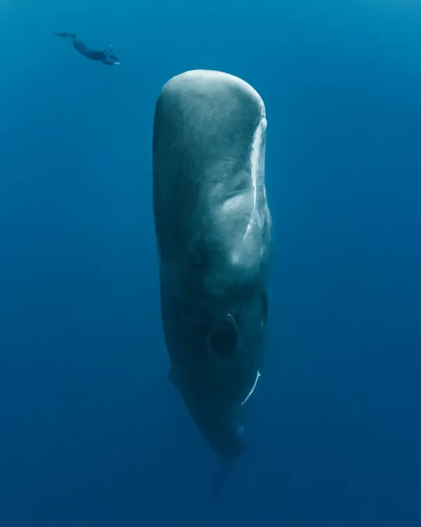How our first contact with whales might unfold