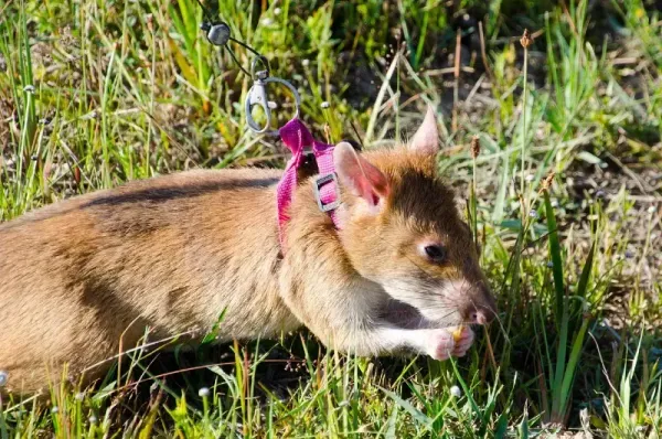 The amazing mine-sniffing rats of Cambodia