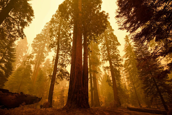 Trees hold their breath to avoid wildfire smoke