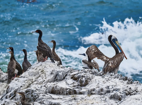 The US was built on control of the bird poop supply