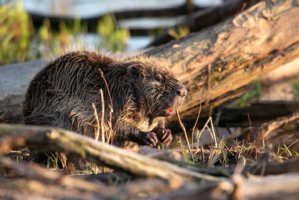 Some eager beavers saved the Czech government $1.2 million