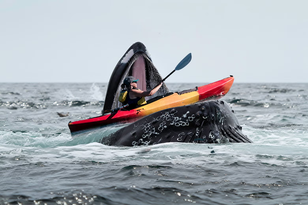 A kayaker was briefly swallowed by a humpback whale