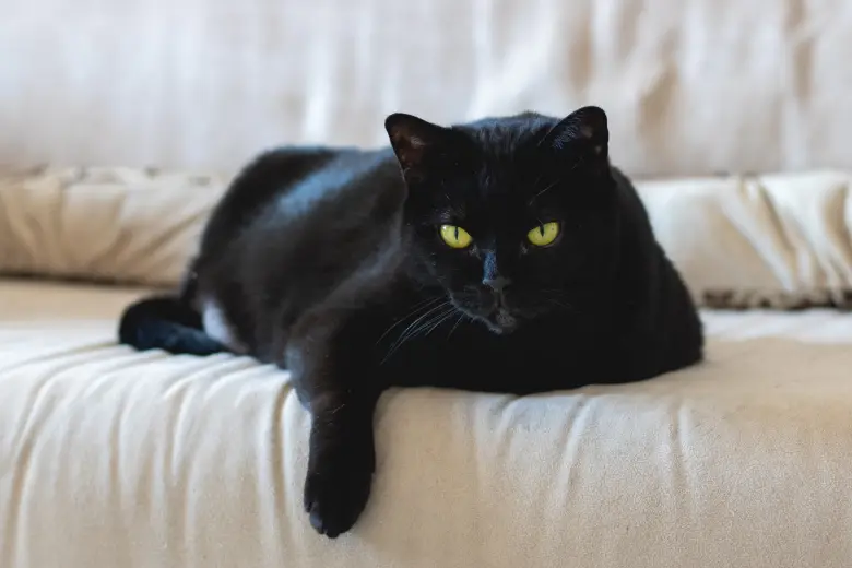 How a homeless kitten named Tom became a multimillionaire