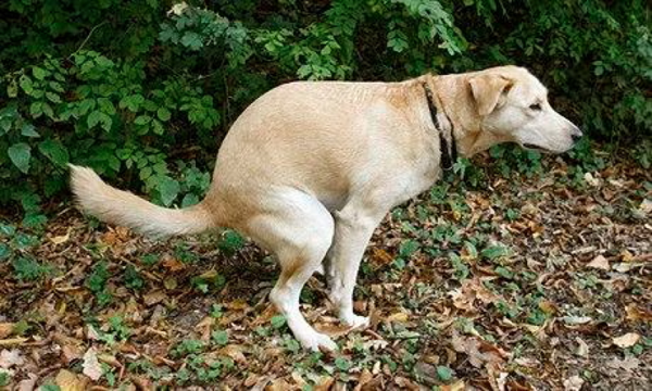 Dogs line up with Earth's magnetic field when they poop
