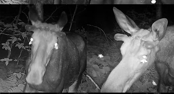 Video evidence that moths like to drink moose tears