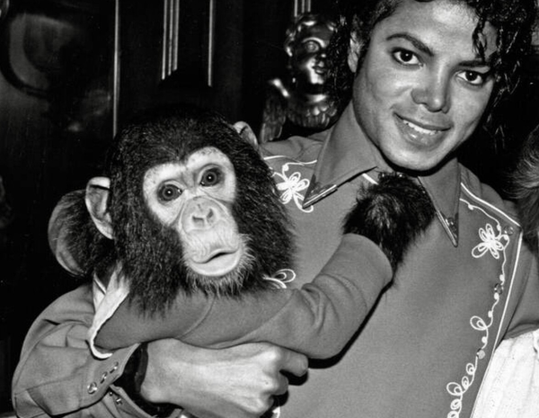 Michael Jackson's pet chimp Bubbles is now in his 40s