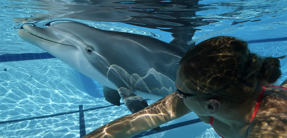 Would you swim with a robot dolphin?
