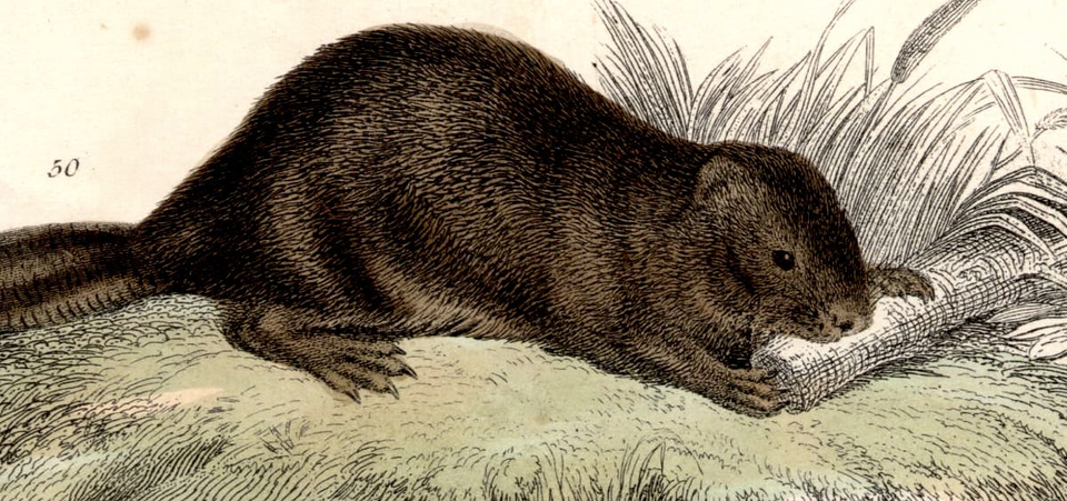 Beavers: Part bear, part bird, part monkey, part lizard