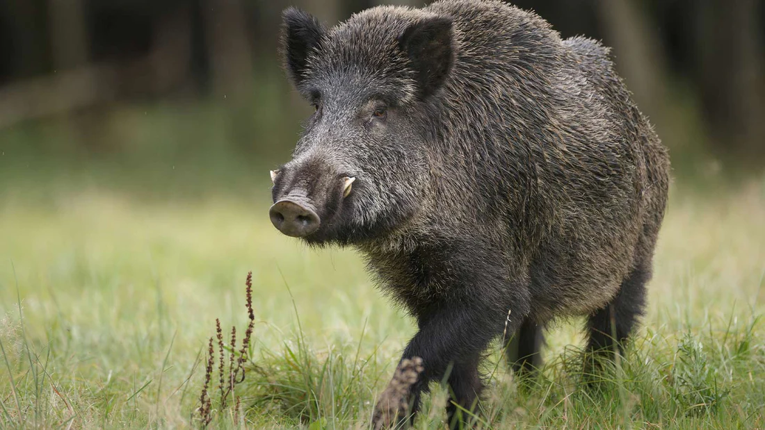 US faces new threat from Canadian ‘super pig'