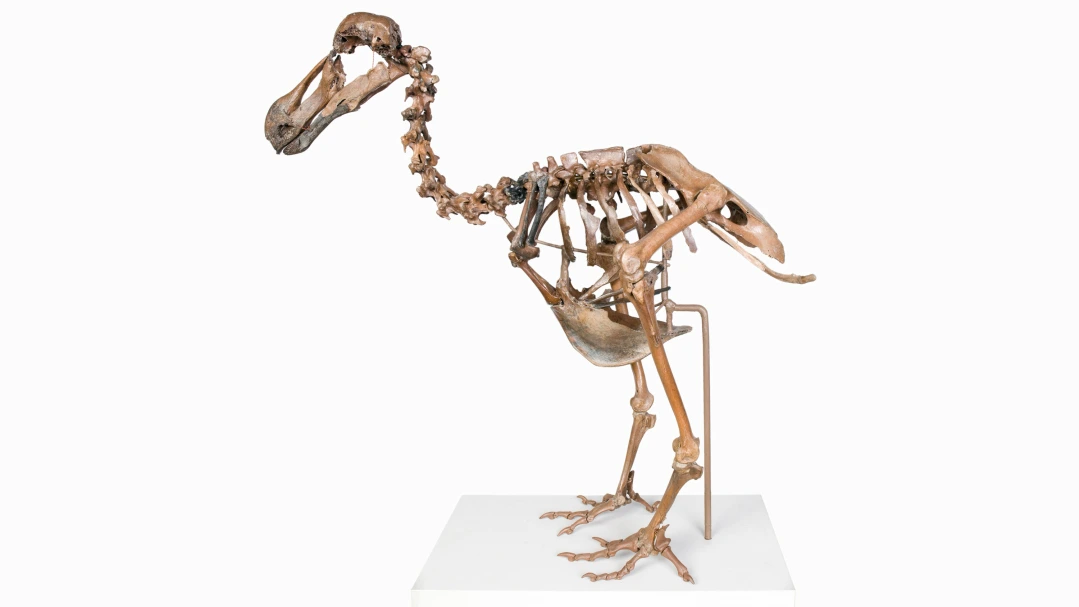 A de-extinction company is trying to resurrect the dodo