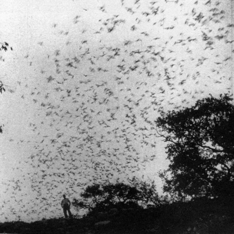 Bat bombs: A World War II idea that didn't turn out so well